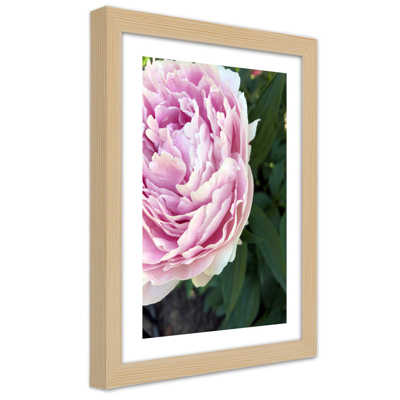 Peony Flower Plant - Single Picture Frame Print, Light Brown, 100cm H x 70cm W