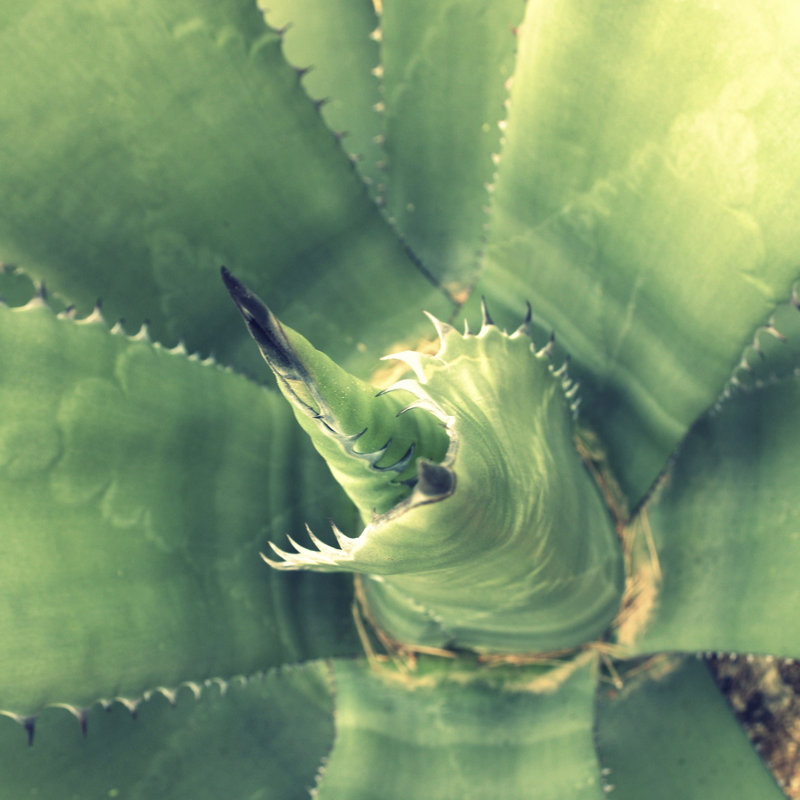 Succulent II by Lillian Bell - Wrapped Canvas Print, 122cm H x 122cm W