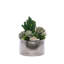 Faux Succulent in Pot