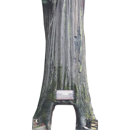 H13680 Chandelier Coast Coast Redwood Leggett