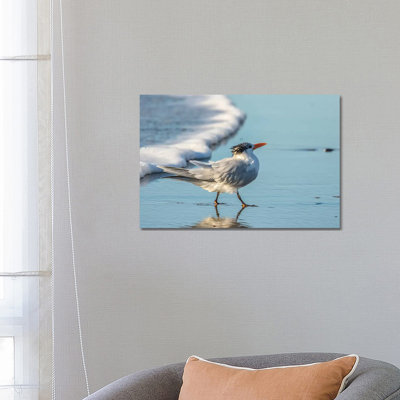Usa, California, San Luis Obispo County. Royal Tern On Shore. by Jaynes Gallery - Wrapped Canvas Gallery-Wrapped Canvas Giclée