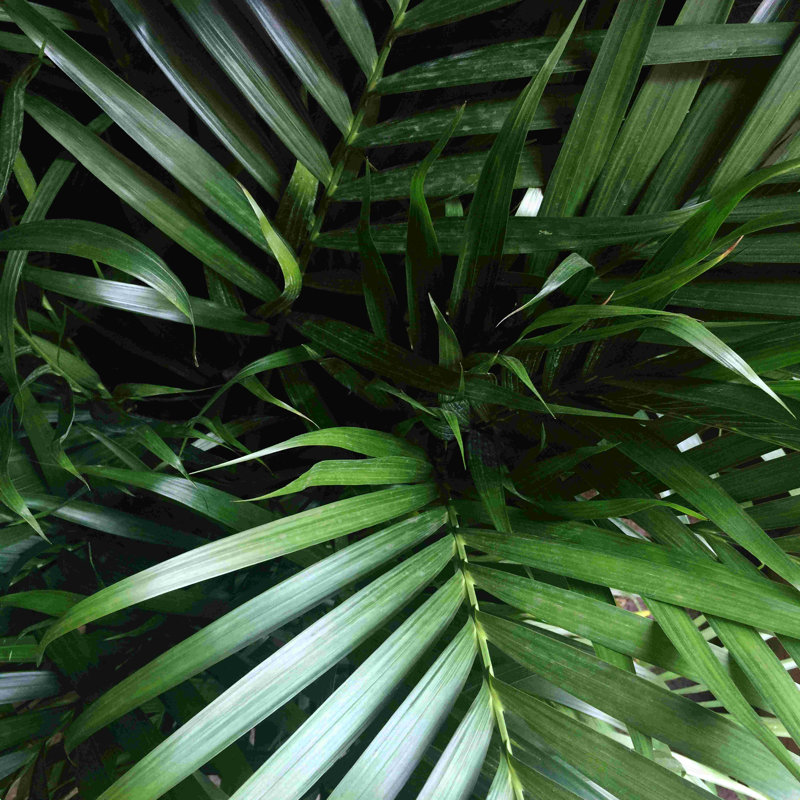 Jungle Vibes - Photographie sur toile tendue, H 12 po x l 12 po, Cadre simple argenté, Oui