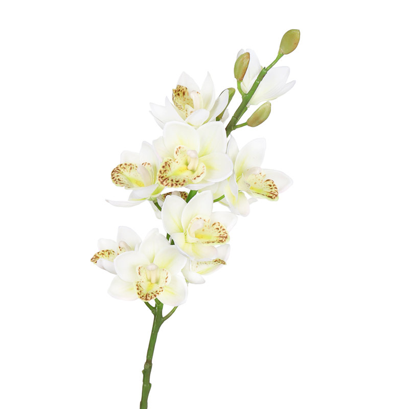 Tiges d'orchidées, Blanc crème