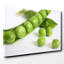 Green Pea Pods Photographic - Wrapped Canvas-2103574264