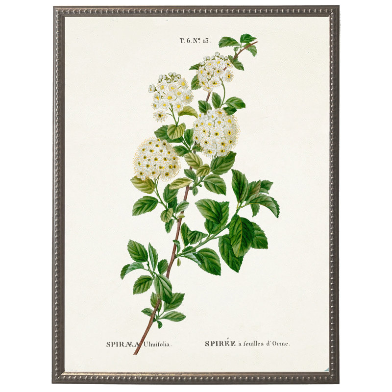 White spirea on white background