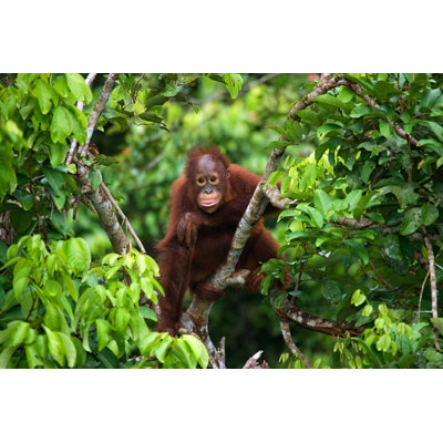 A Baby Orangutan in the Wild 1 Piece Wrapped Canvas Wall Art