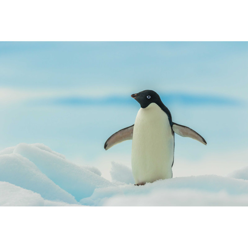 Pingouin par Mathew Bocian - photographie sur toile tendue, H 32 po x l 48 po