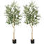 Plante de 71,5 po