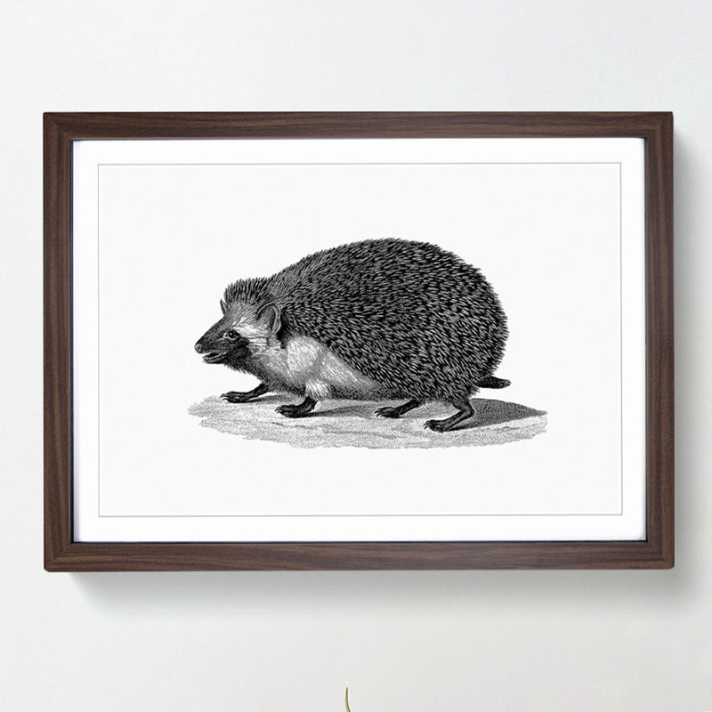 Hedgehog Illustration - Framed Print, 36cm H x 48cm W x 2cm D, Walnut Framed