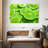 Yarlin Lime Slices-108730368