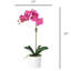 Orchid Arrangement In Pot-2037520810-2037520823