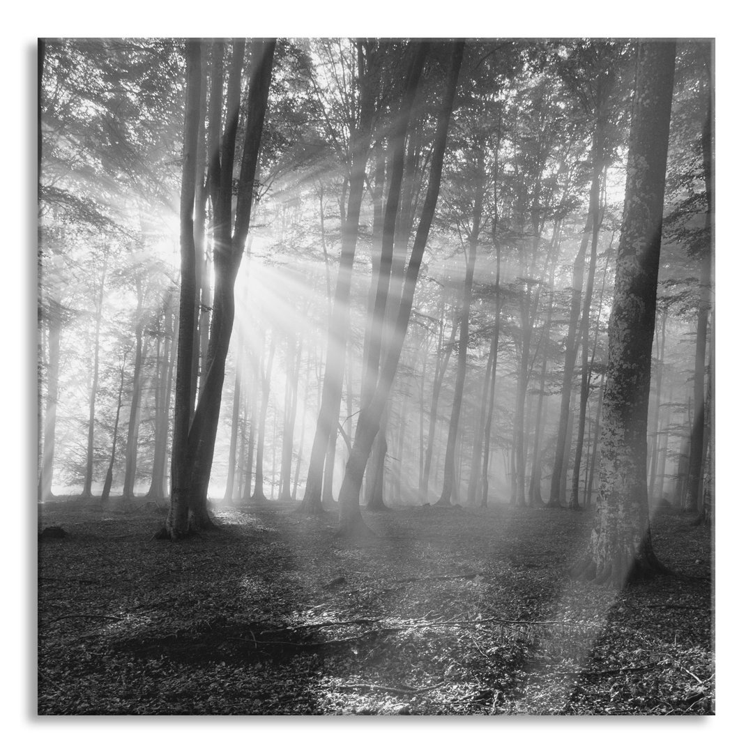 Glasbild Wald mit Sonnenstrahlen