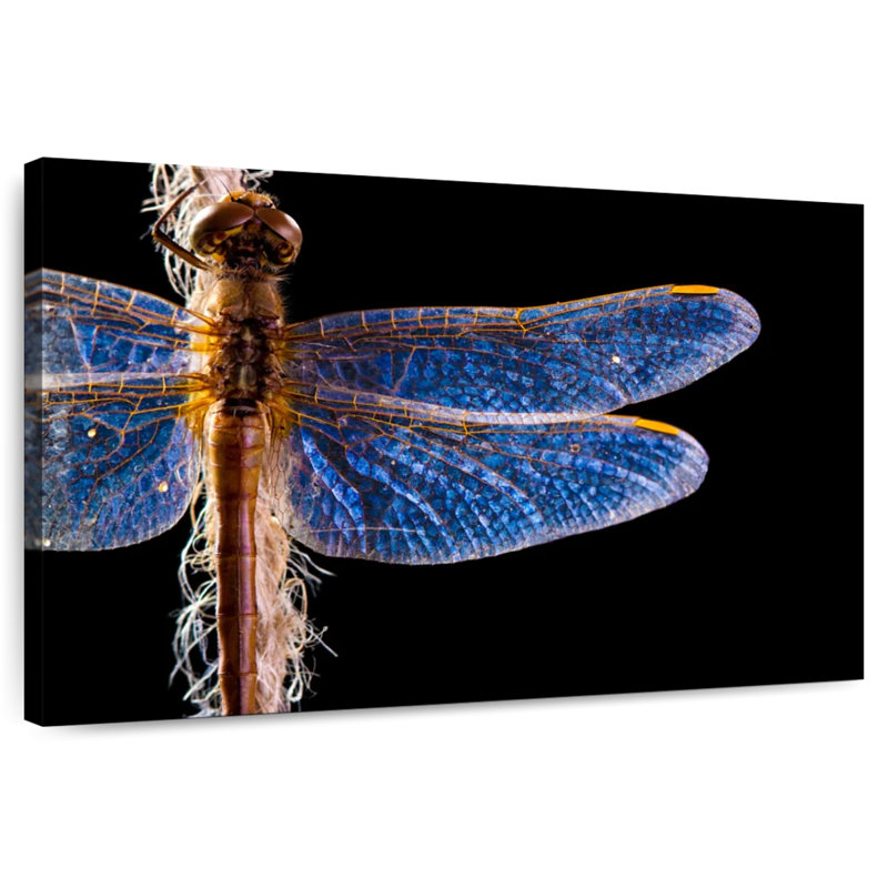 Brampt Blue Dragonfly Wings, 26" H x 39" W