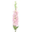 Brume artificielle Delphinium-1875799133