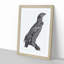 Spotted Eagle Illustration - Framed Print-55729839-55729843