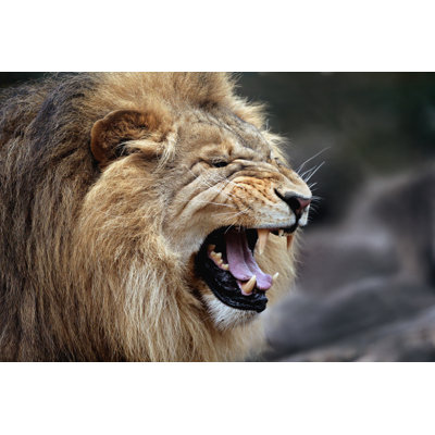 Angry Big Male Lion - Wrapped Canvas Print