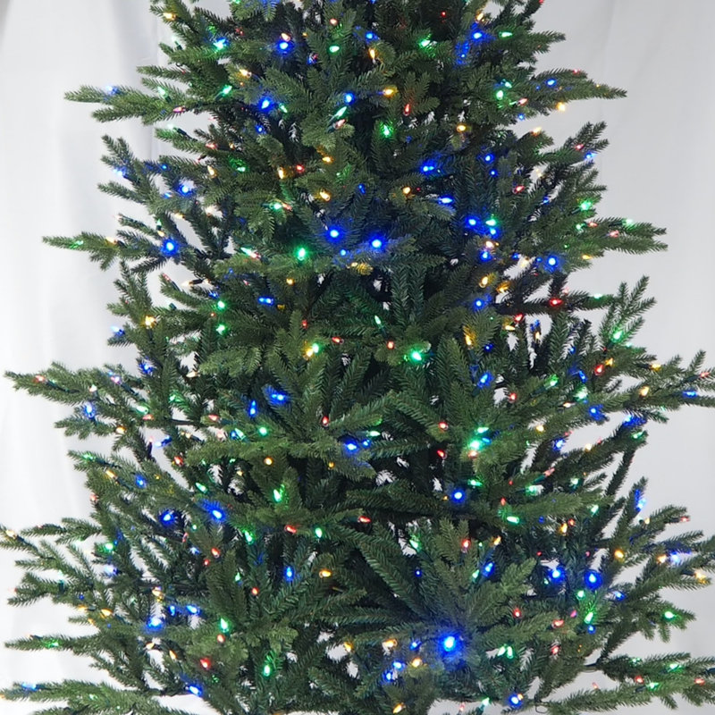 DEL Hillwood Pine, H 7 pi 6 po