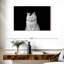 Chat blanc ravi Brampt-107683585