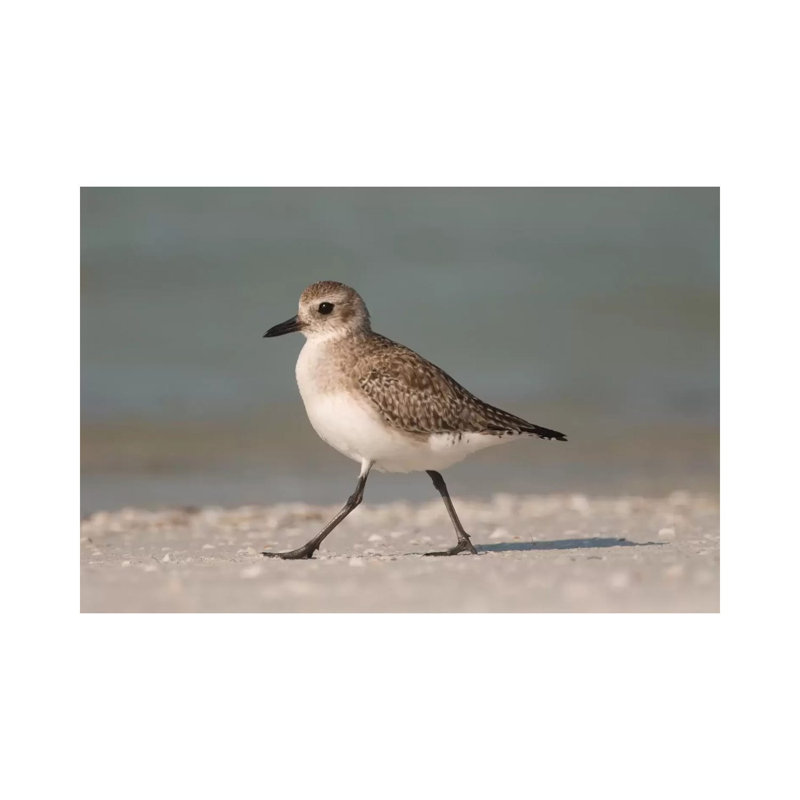 Black-Bellied Plover Walking, Fort Desoto Park, Florida by Steve Gettle - Wrapped Canvas Print