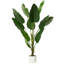 147cm Plant
