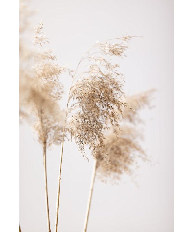 Reed Grass 09, 60.96cm H x 91.44cm W