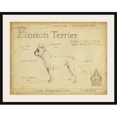 « antique boston terrier », reproduction de dessin encadrée