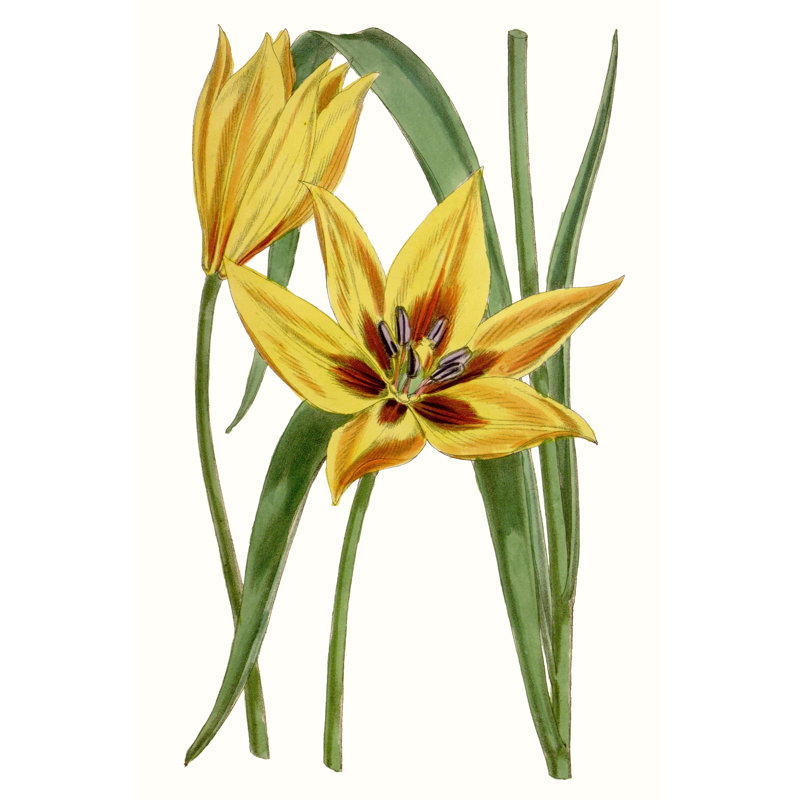 Tulips VI by Curtis - Wrapped Canvas Painting, Wrapped Canvas, 76 cm H x 51 cm W