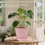 Ensemble de 6 pots à fleurs en plastique avec pots à fleurs 7,5 / 6,7 / 6/5/4 / 3,5 pouces