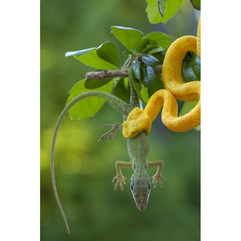 Viper With Lizard by Mark Kostich - No Frame Print on Canvas, 91cm H x 61cm W