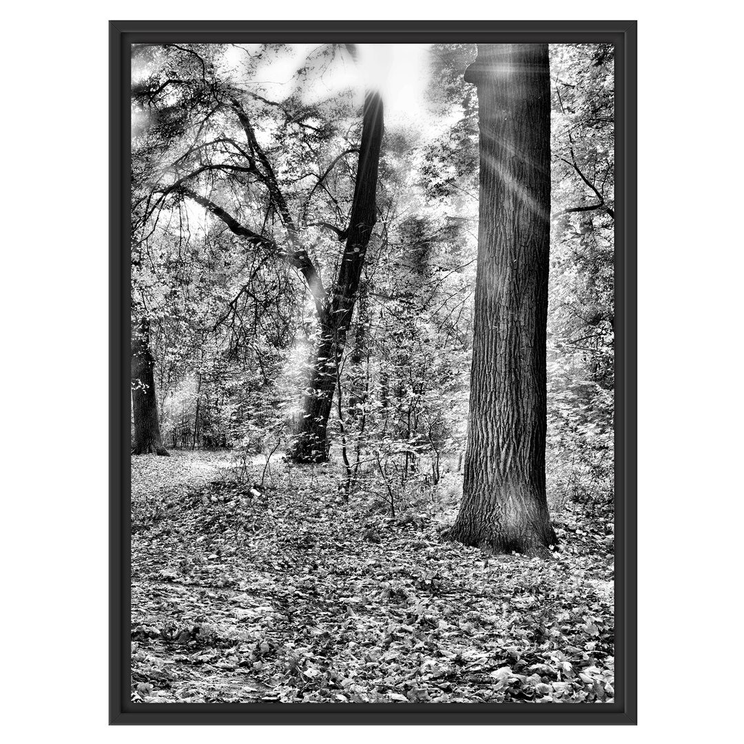 Gerahmtes Wandbild Sonnenstrahlen auf Waldlichtung