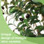 Faux Tree-832098958-832098992