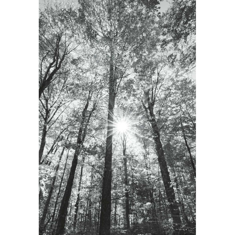 Forêt d'automne I BW, H 36 po x l 24 po x P 1,25 po