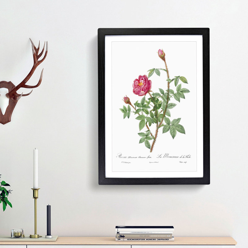 Anemone Flowered Rose In Pink by Pierre-Joseph Redoute - Single Picture Frame Painting, 33cm H x 24cm W x 2cm D, Black Framed
