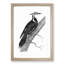 Pileated Woodpecker in Black & White by George Shaw - Picture Frame Drawing Print-55583654-55583655