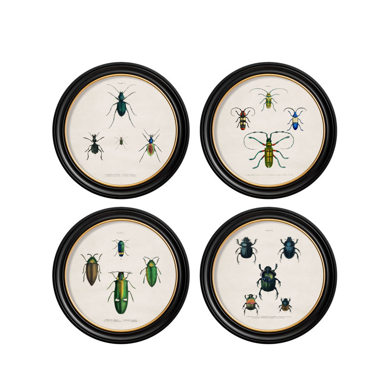 Beetles by Mid-1800s - Single Picture Frame Print on Archival Matt 230gsm Paper
