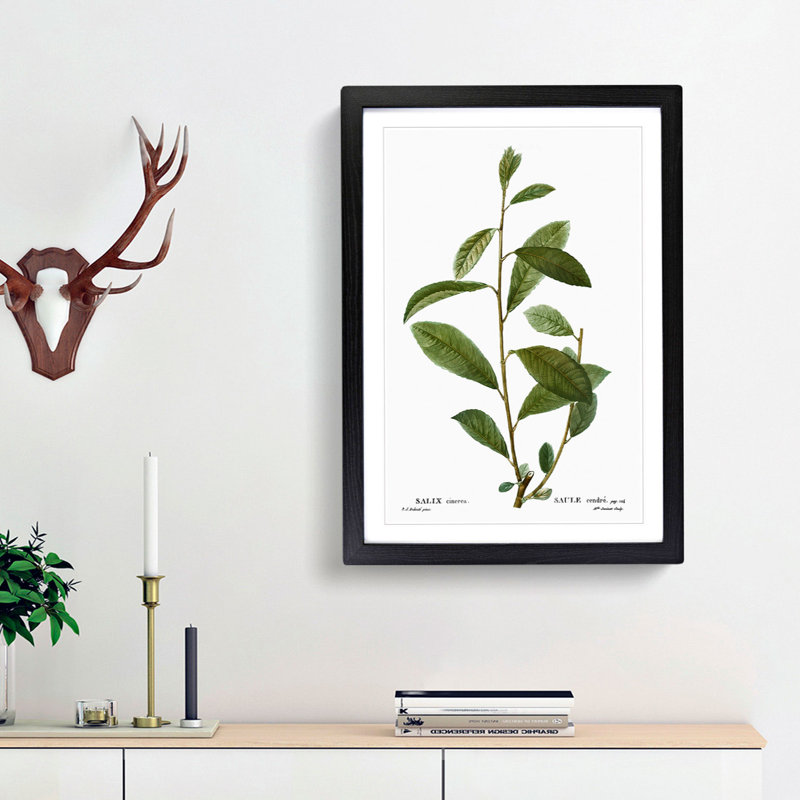 Grey Willow Tree Branch by Pierre-Joseph Redoute - Picture Frame Painting Print, Black Framed, 65cm H x 48cm W x 2cm D