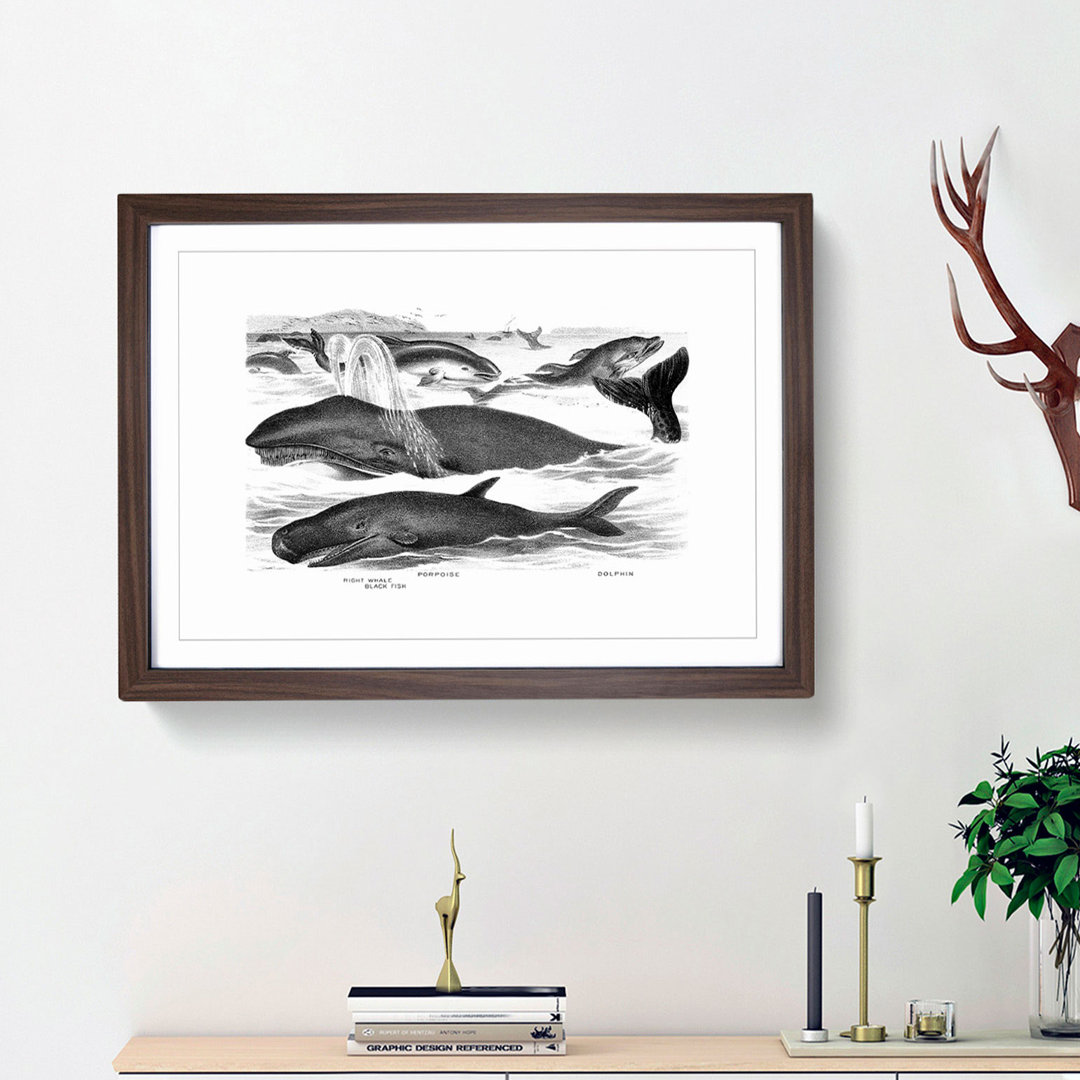 Whales & Dolphins by John Karst - Framed Print