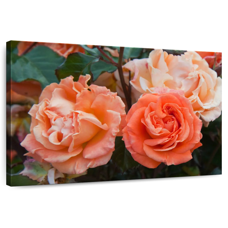 Harnek Orange Hybrid Roses, 16" H x 24" W