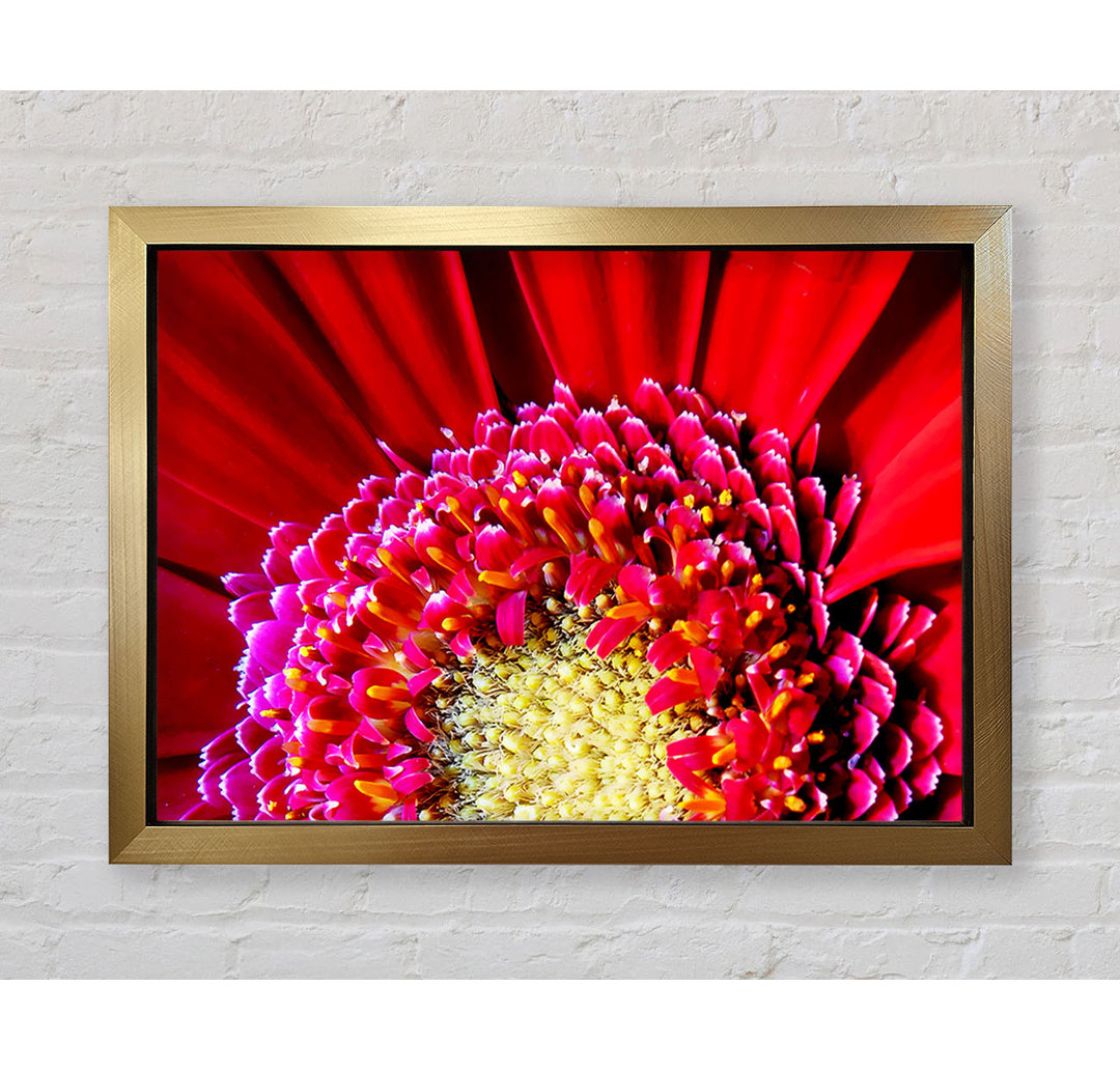 Grafikdruck Red Gerbera Face Close-Up