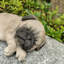 Animals Polyresin Garden Statue