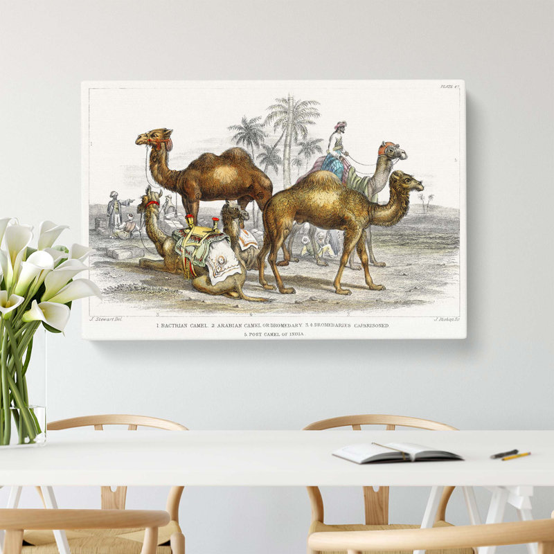 Camels by Oliver Goldsmith - Wrapped Canvas, 76 cm H x 50 cm W  