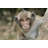 Long-Tailed Macaque by Livetalent-230942551