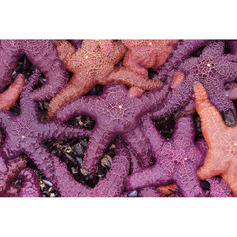 Starfish by Temmuzcan - Wrapped Canvas Print, 81cm H x 122cm W x 3.8cm D