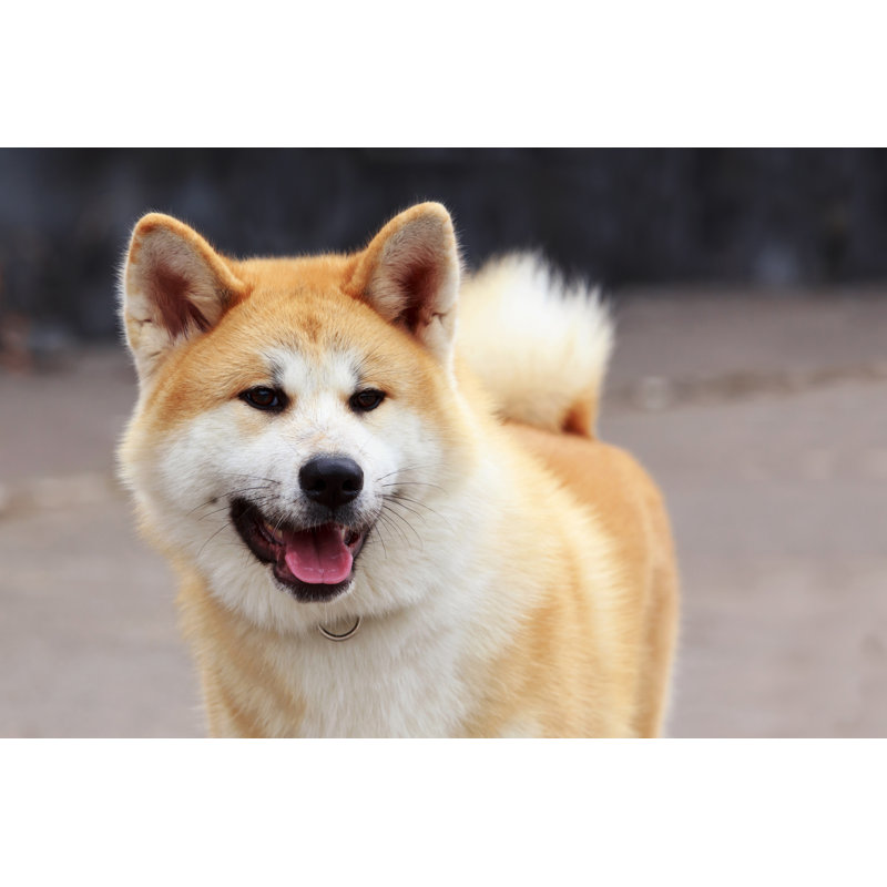 Dog Breed Akita Inu - Wrapped Canvas Print, 81cm H x 122cm W x 3.8cm D