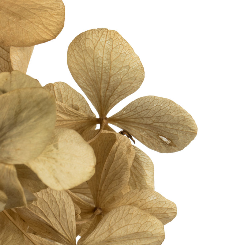 Centre de table d'hortensia Vickerman, Beige