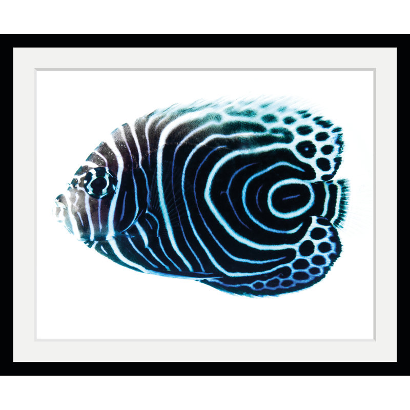 Shell - Single Picture Frame Print
