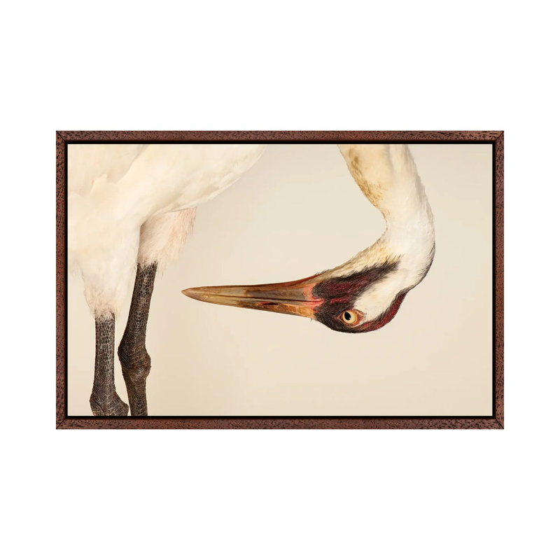 SaraThe Endangered And Federally Endangered Whooping Crane At The Audubon Center Research Center by Joel Sartore - Gallery-Wrapped Canvas Giclée on Canvas