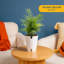 Parlor Palm Plant in Planter