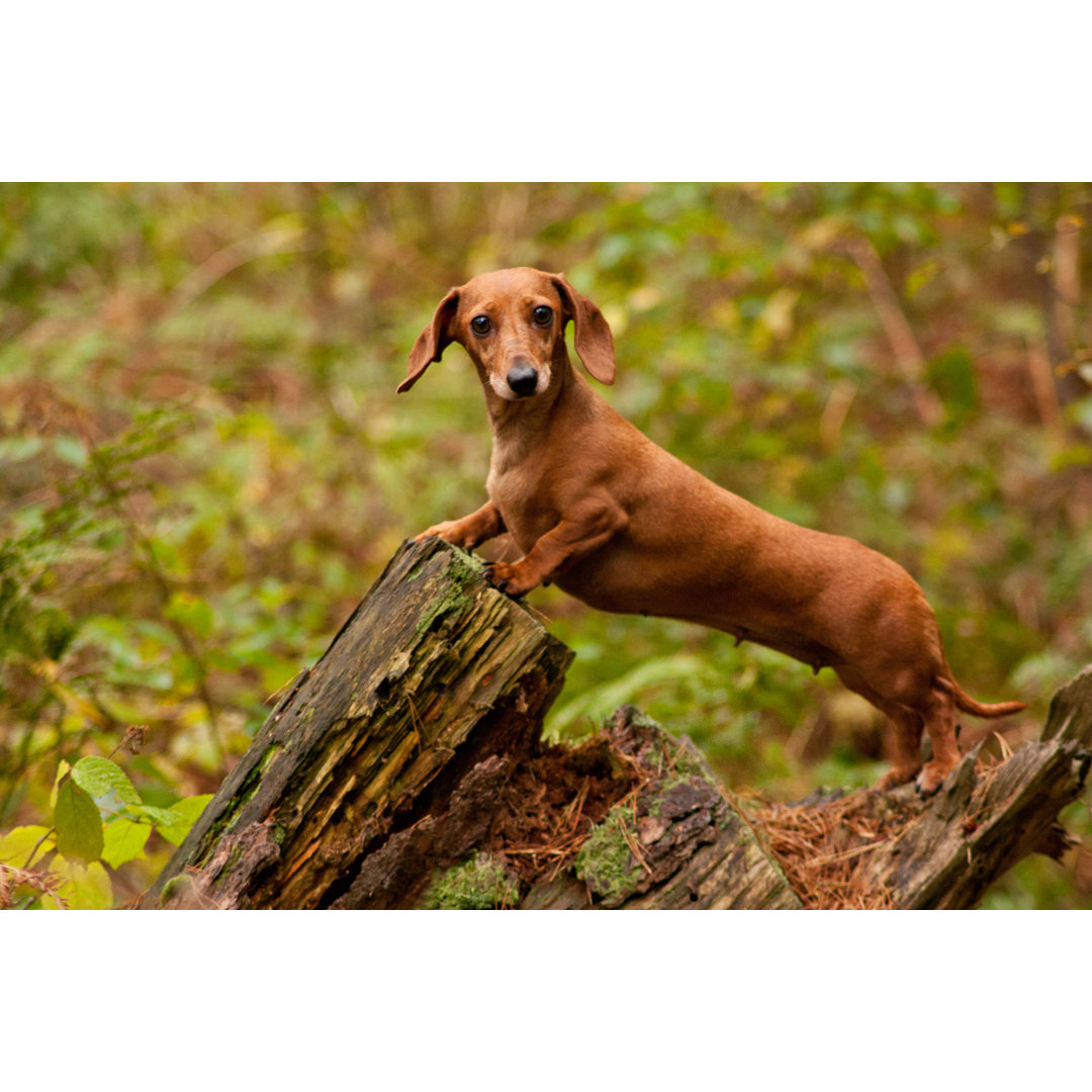 Leinwandbild Miniature Dachshund Dog