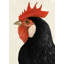Magnifique toile de poule noire
